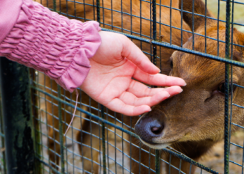 The Best Wildlife Encounters for Families in Australia