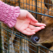 The Best Wildlife Encounters for Families in Australia